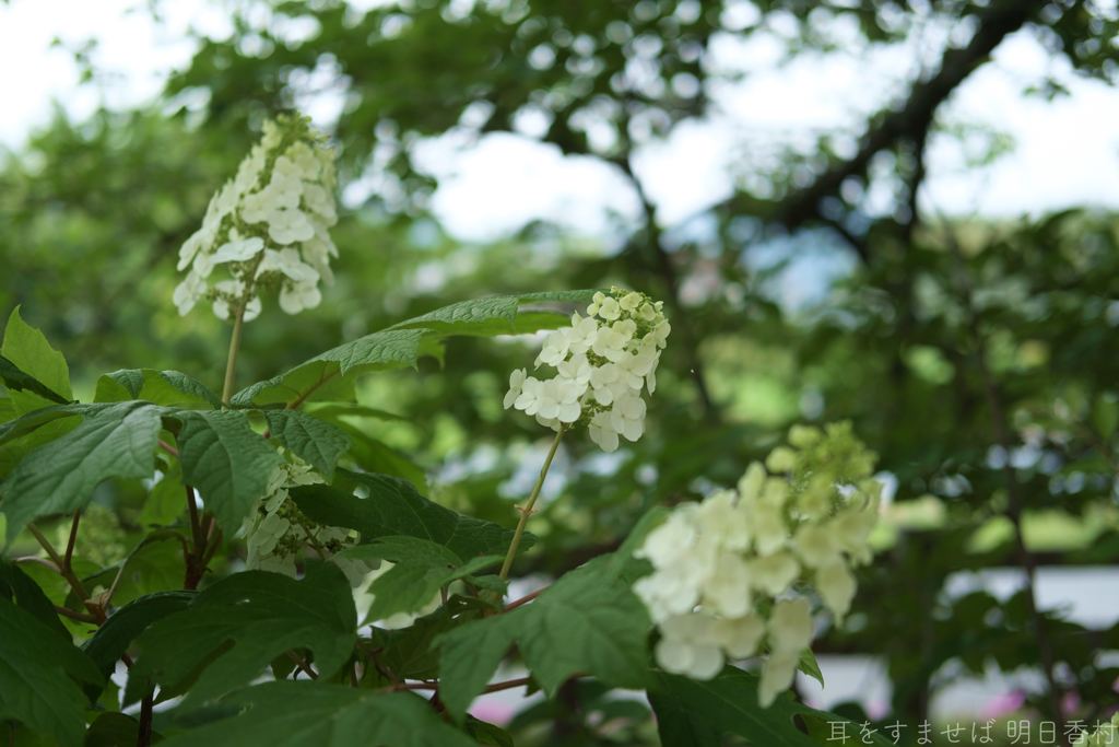 明日香村　大字越