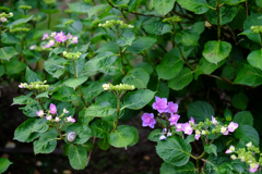 明日香村　大字稲渕