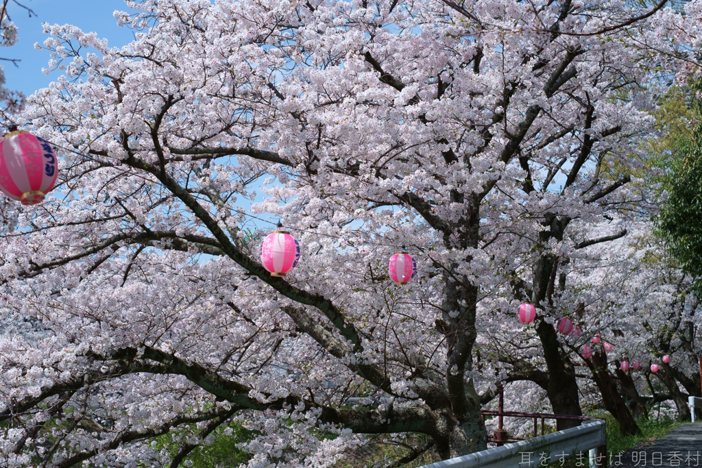 橿原市　飛鳥川沿いの桜