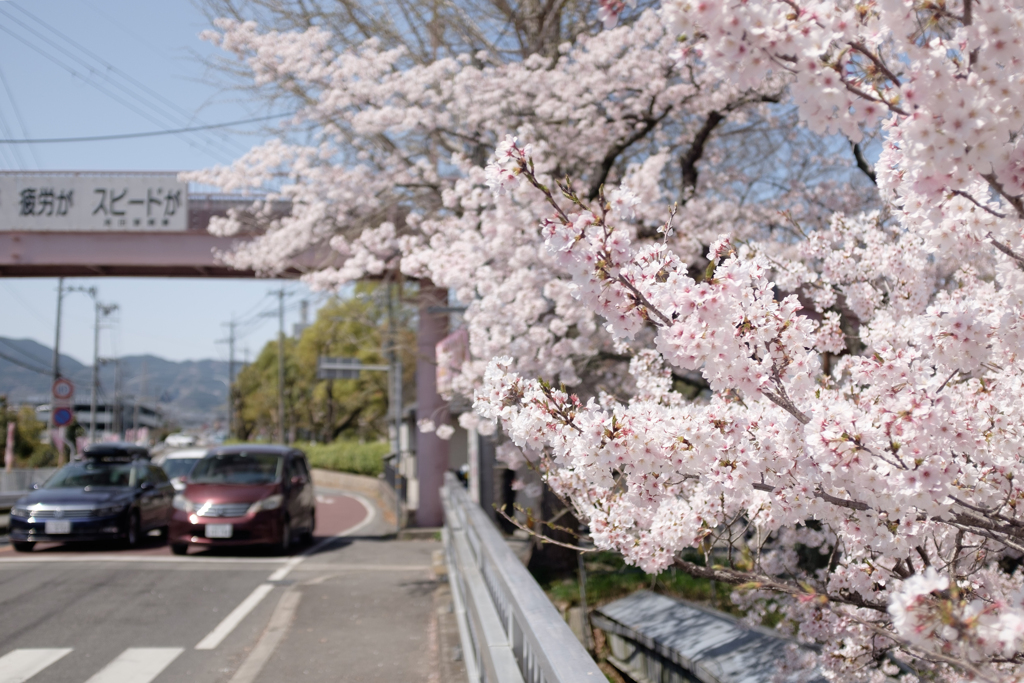 奈良県大和高田市　高田千本桜