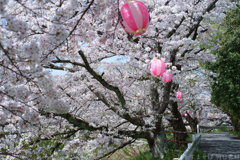 橿原市　飛鳥川沿いの桜