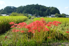 明日香村　大字飛鳥