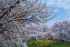 橿原市　飛鳥川沿いの桜