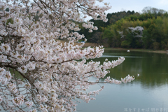 奈良県橿原市　万葉の森