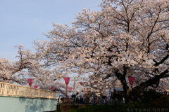 奈良県大和高田市　高田千本桜