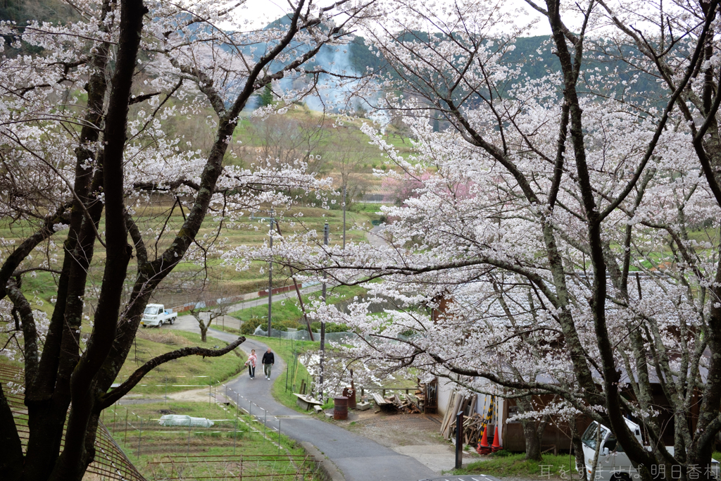 明日香村　大字島庄