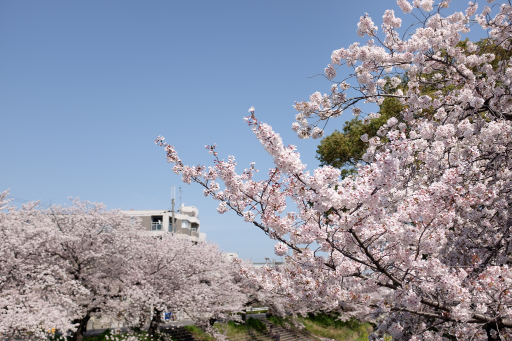 奈良県大和高田市　高田千本桜