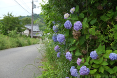 明日香村　大字阪田