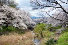 奈良県橿原市　飛鳥川沿いの桜