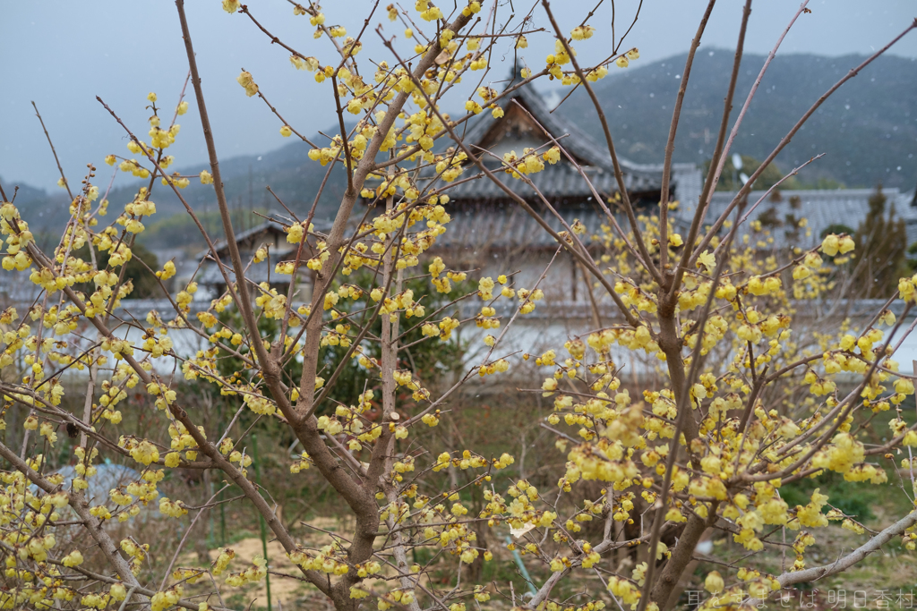 明日香村　大字川原
