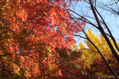 奈良県生駒郡斑鳩町 竜田川沿いの紅葉