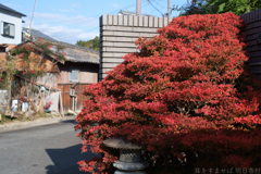 奈良県生駒郡斑鳩町 竜田川沿いの紅葉