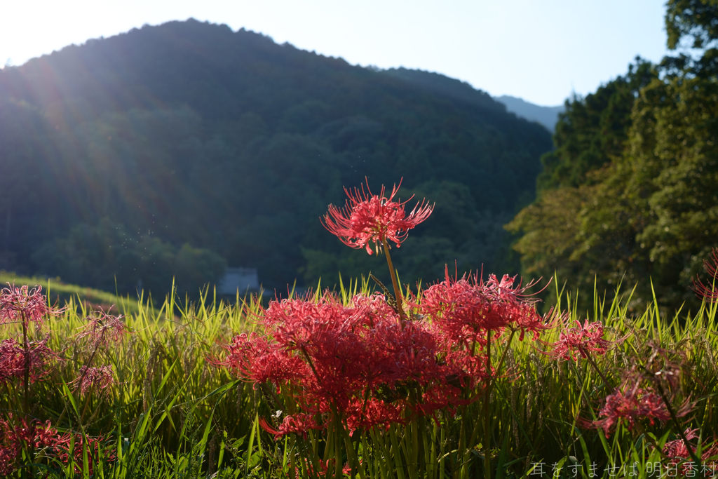 御所市　森脇　葛城一言主神社付近