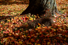 奈良県生駒郡斑鳩町 竜田川沿いの紅葉