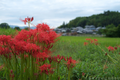 明日香村　大字橘