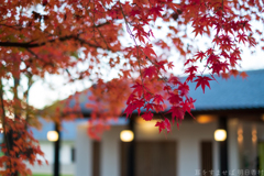 明日香村　大字豊浦（ 国営飛鳥歴史公園　甘樫丘地区 ）