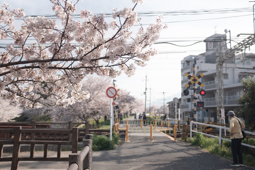 奈良県大和高田市　高田千本桜