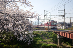 奈良県大和高田市　高田千本桜