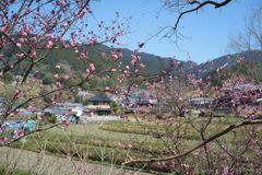 明日香村　大字稲渕