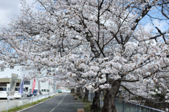 奈良県橿原市　飛鳥川沿いの桜