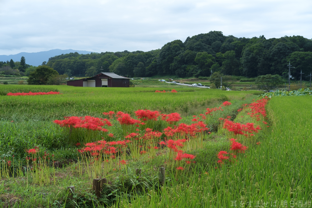 明日香村　大字岡