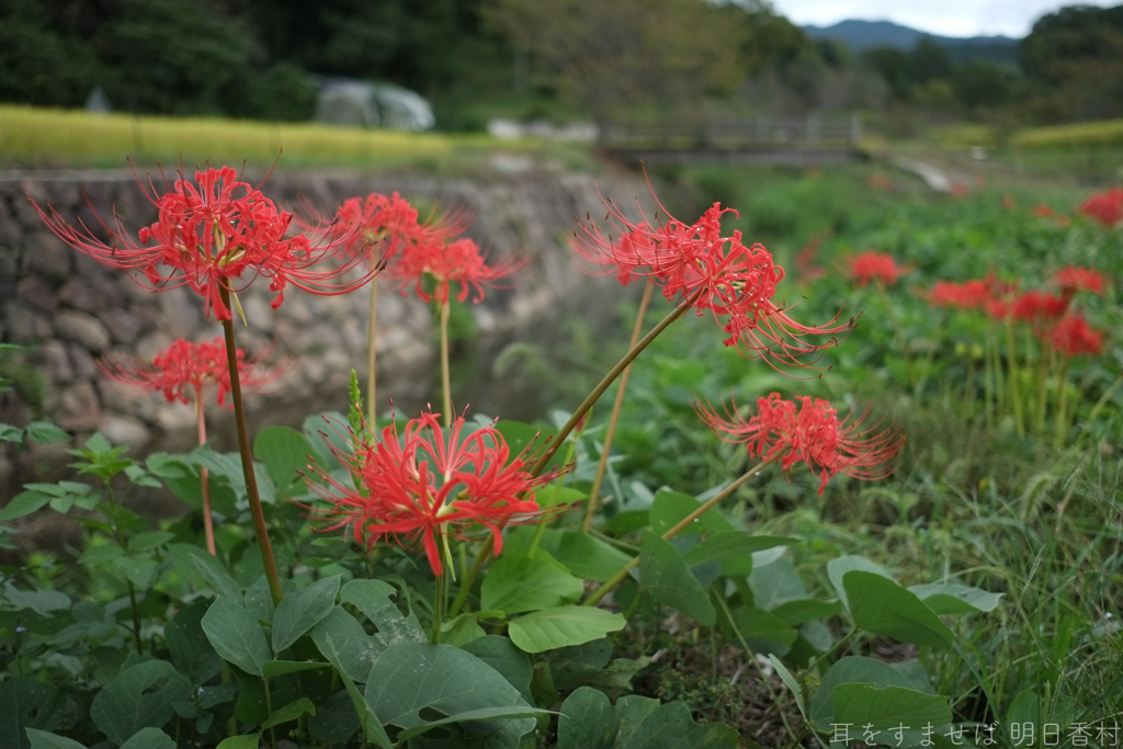 明日香村　大字平田