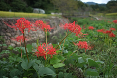 明日香村　大字平田