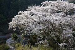 明日香村　大字稲渕（ 南渕請安墓 ）