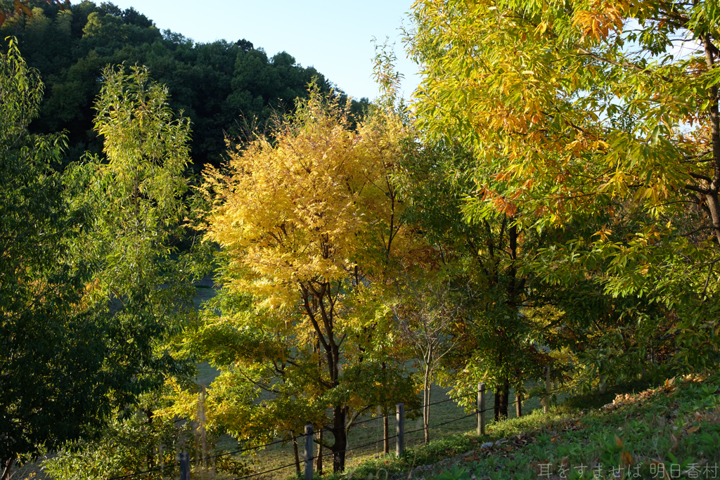 明日香村　大字檜前　国営飛鳥歴史公園キトラ古墳周辺地区