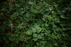 明日香村 大字豊浦 甘樫丘 明日香村 大字豊浦 甘樫丘