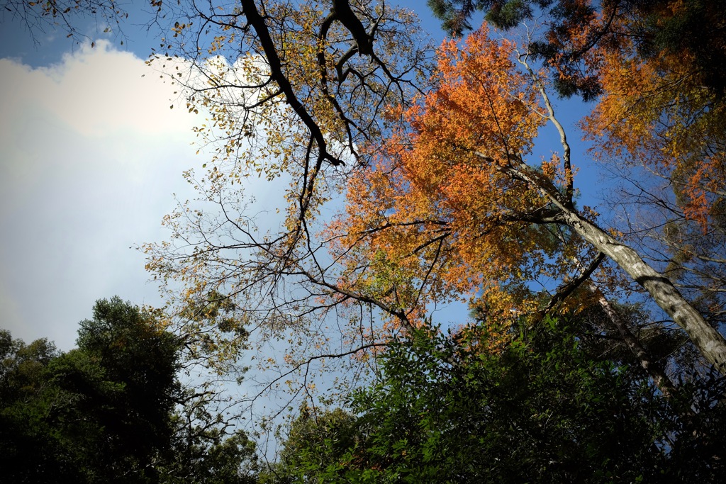 奈良　春日山原始林