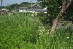 明日香村　大字奥山