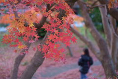 奈良県生駒郡斑鳩町（ 竜田川の紅葉 ）