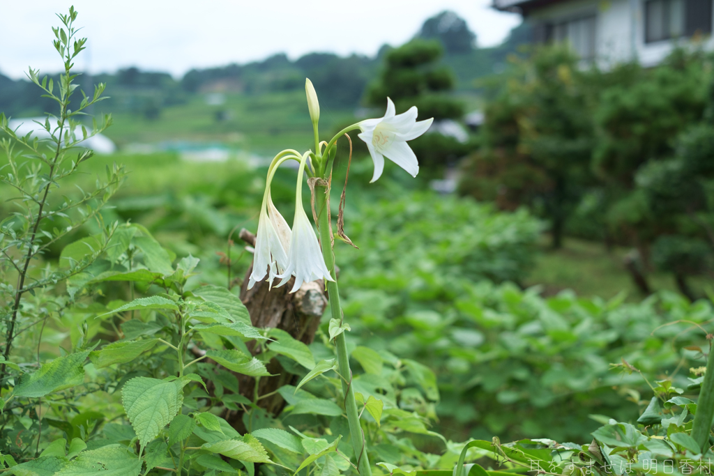 明日香村　大字阪田