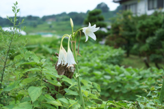明日香村　大字阪田