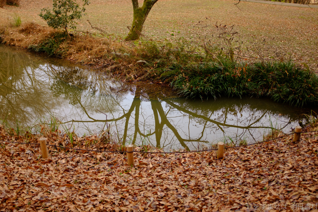 明日香村 大字豊浦（ 甘樫丘 ）
