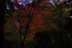 奈良　春日山原始林