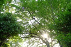 明日香村 大字豊浦 甘樫丘 明日香村 大字豊浦 甘樫丘