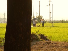 明日香村 橘 （ 橘寺 ）
