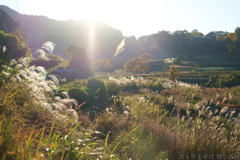 明日香村　大字稲渕