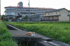 橿原市　耳成山付近