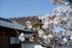 明日香村　大字豊浦