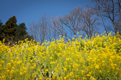 明日香村　大字稲渕