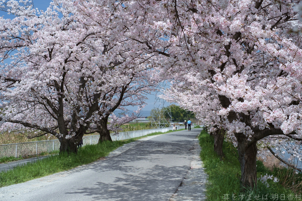 橿原市　飛鳥川沿いの桜