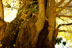 奈良県桜井市　素盞雄神社