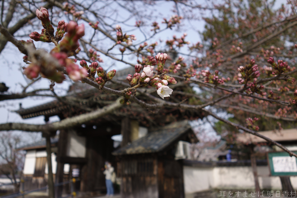 明日香村　大字橘