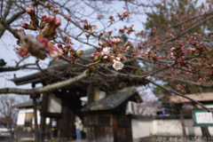 明日香村　大字橘