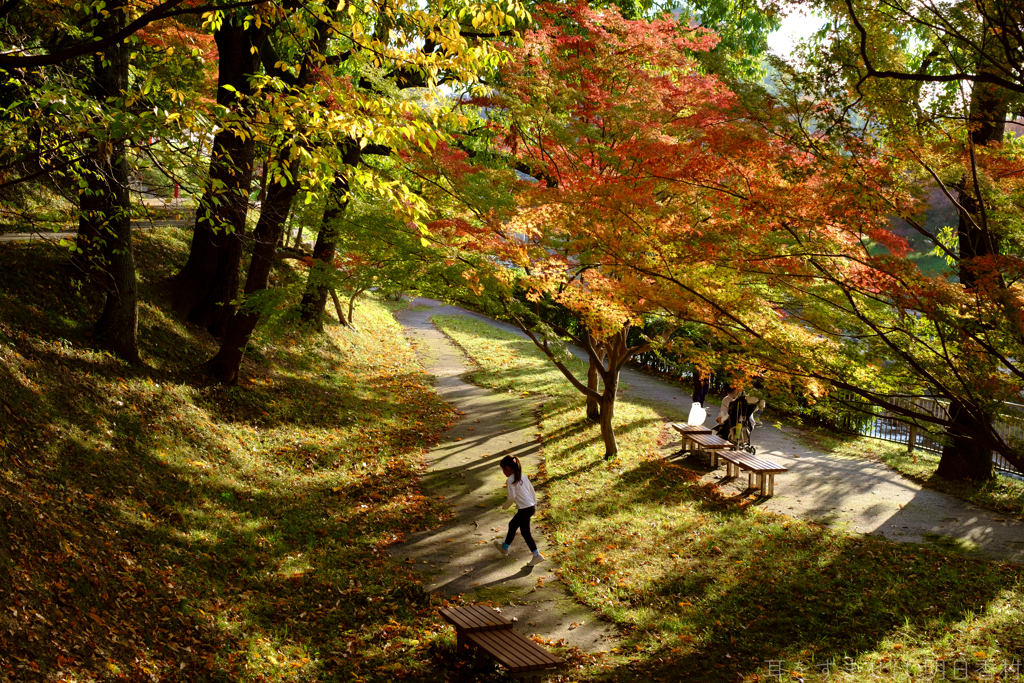 奈良県生駒郡斑鳩町　竜田川沿いの紅葉