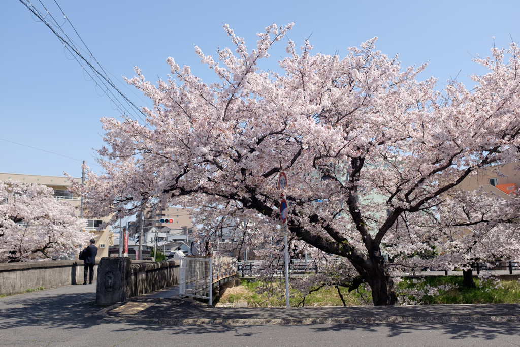 奈良県大和高田市　高田千本桜