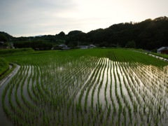 明日香村 阪田